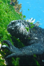 Imagen de Las Galápagos, la frontera del mundo - 4