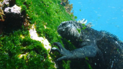 Imagen de Las Galápagos, la frontera del mundo - 5