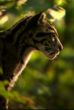 Imagen de Los leopardos salvajes de la India - 6