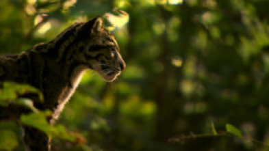 Imagen de Los leopardos salvajes de la India - 7