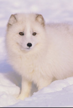 Imagen de Animales bebé  - 4