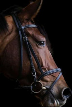 Imagen de CSIO Barcelona (2025): Copa de la Reina - 4