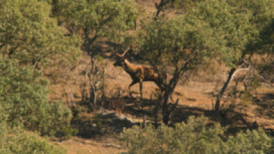 Imagen de Cazadores de lances - 5