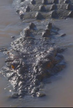 Imagen de El reino del cocodrilo australiano - 4