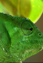 Imagen de Planeta reptil - 4