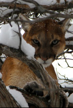 Imagen de El puma contra el lobo - 8