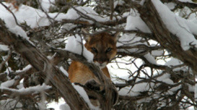 Imagen de El puma contra el lobo - 9