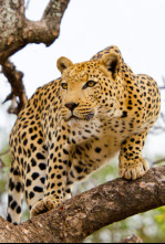 Imagen de El leopardo y la hiena: una extraña alianza - 7