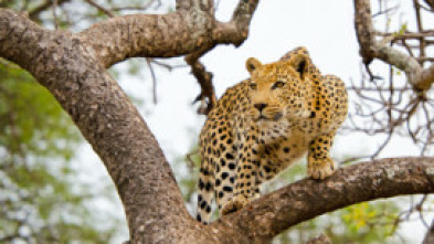 Imagen de El leopardo y la hiena: una extraña alianza - 8