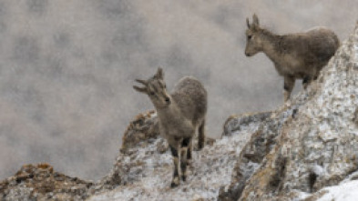 Imagen de El reino helado de la pantera de las nieves - 5