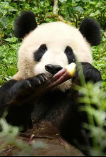 Imagen de Cuatro estaciones en el reino del oso panda  - 4