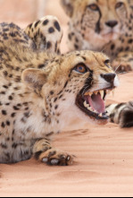 Imagen de El ataque de los felinos - 5