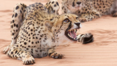 Imagen de El ataque de los felinos - 6