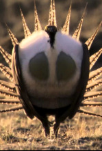 Imagen de Los grandes bailarines de la naturaleza  - 4