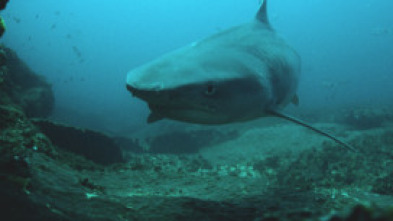 Imagen de Batallas salvajes: batallas de tiburones - 5