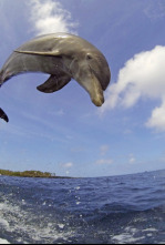 Imagen de Delfines. Un espía...: Ep.2 - 4
