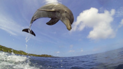 Imagen de Delfines. Un espía...: Ep.2 - 5