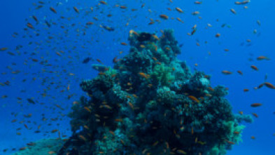 Imagen de Maravillas del océano  - 5