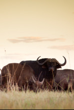 Imagen de Rivales de sangre: el león contra el búfalo - 10