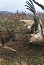 Imagen de Territorio salvaje: El territorio del lobo ibérico - 4