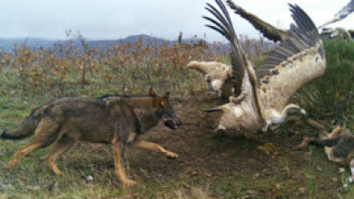 Imagen de Territorio salvaje: El territorio del lince ibérico - 5