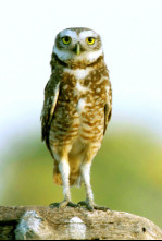 Imagen de Pantanal. El milagro natural de brasil - 4