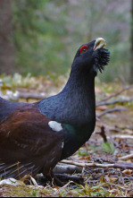 Imagen de Eslovènia salvatge - 4