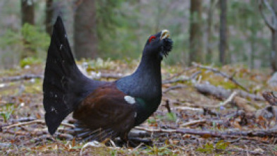 Imagen de Eslovènia salvatge - 5