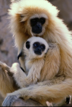 Imagen de El gibón. El simio cantarín  - 4