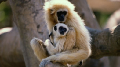 Imagen de El gibón. El simio...: Sociedad familiar - 5