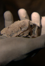 Imagen de La batalla por el cobalto - 4