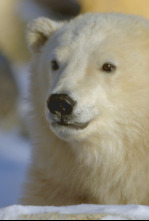 Imagen de Animales bebé: Feos bonitos - 4