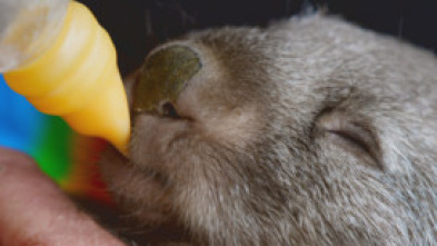 Imagen de Animales bebé: Feos bonitos - 5