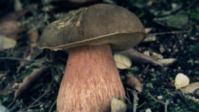 Imagen de Caçadors de bolets (T9): Ep.3 - 5