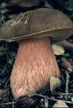 Imagen de Caçadors de bolets (T9): Ep.6 - 4