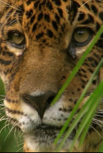 Imagen de Jaguar, el rey de la jungla - 4