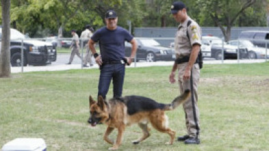 Imagen de C.S.I.: Las Vegas (T13): Ep.5 Una vez mordido - 5