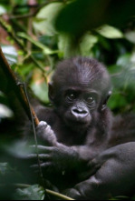 Imagen de Gorila misterioso - 8