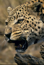 Imagen de Top 10 animal  - 14