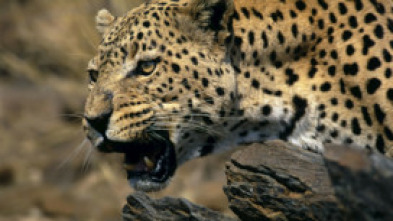 Imagen de Top 10 animal: Temerarios - 5