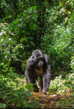 Imagen de Uganda salvaje - 4