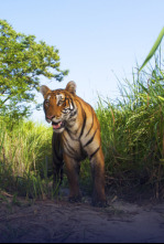 Imagen de Expedición tigre (T1): Ep.1 - 4