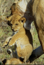 Imagen de Mara: el renacer de la...: El origen - 5