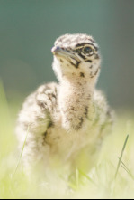 Imagen de Gloriosas Avutardas - 4