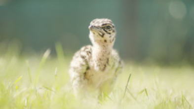 Imagen de Gloriosas Avutardas - 5