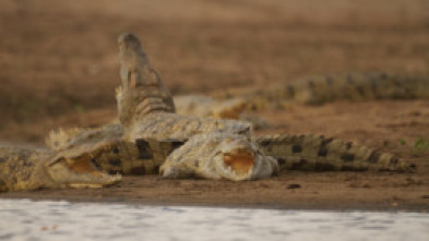 Imagen de Hipopótamo contra cocodrilo - 10