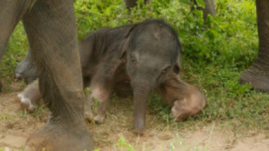 Imagen de Sri Lanka, la isla de los elefantes - 5