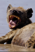 Imagen de Naabi, la princesa hiena - 4