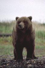 Imagen de Los osos polares y los osos pardos: osos en lo más alto del planeta - 4