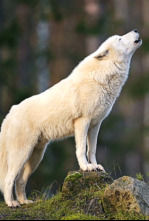 Imagen de 10 animales letales: extraños ataques - 7